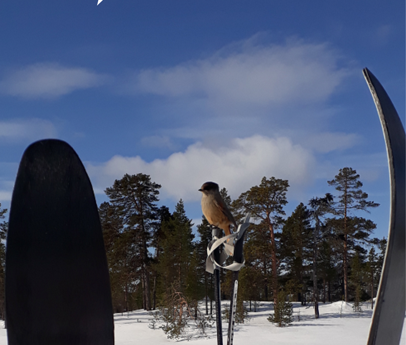 Asiakaspalvelu Ivalon toimitalolla on suljettu 6.-9.3.2023 – palvelemme hiihtolomaviikolla etänä