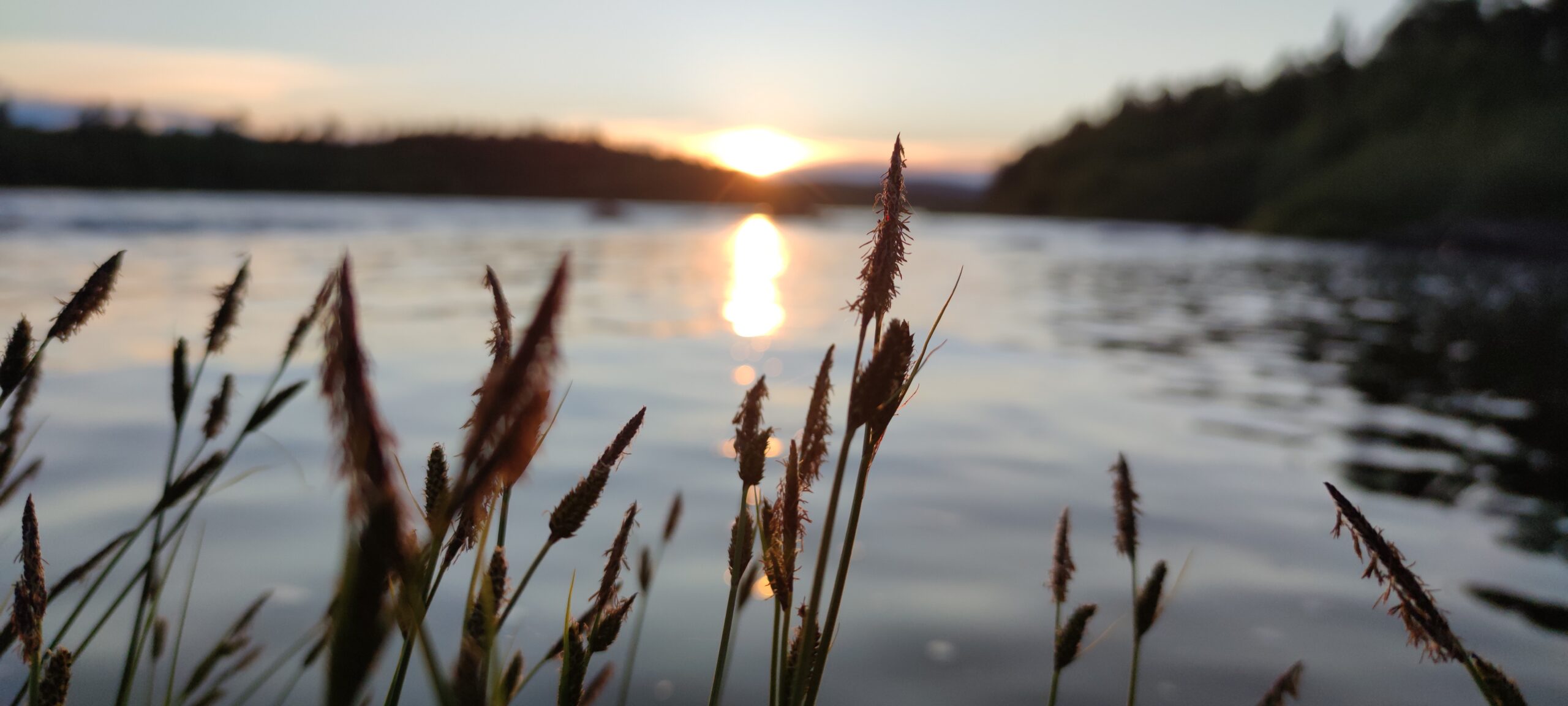 Heiniä loppukesän jokimaisemassa ilta-auringon paistaessa miltei horisontissa.